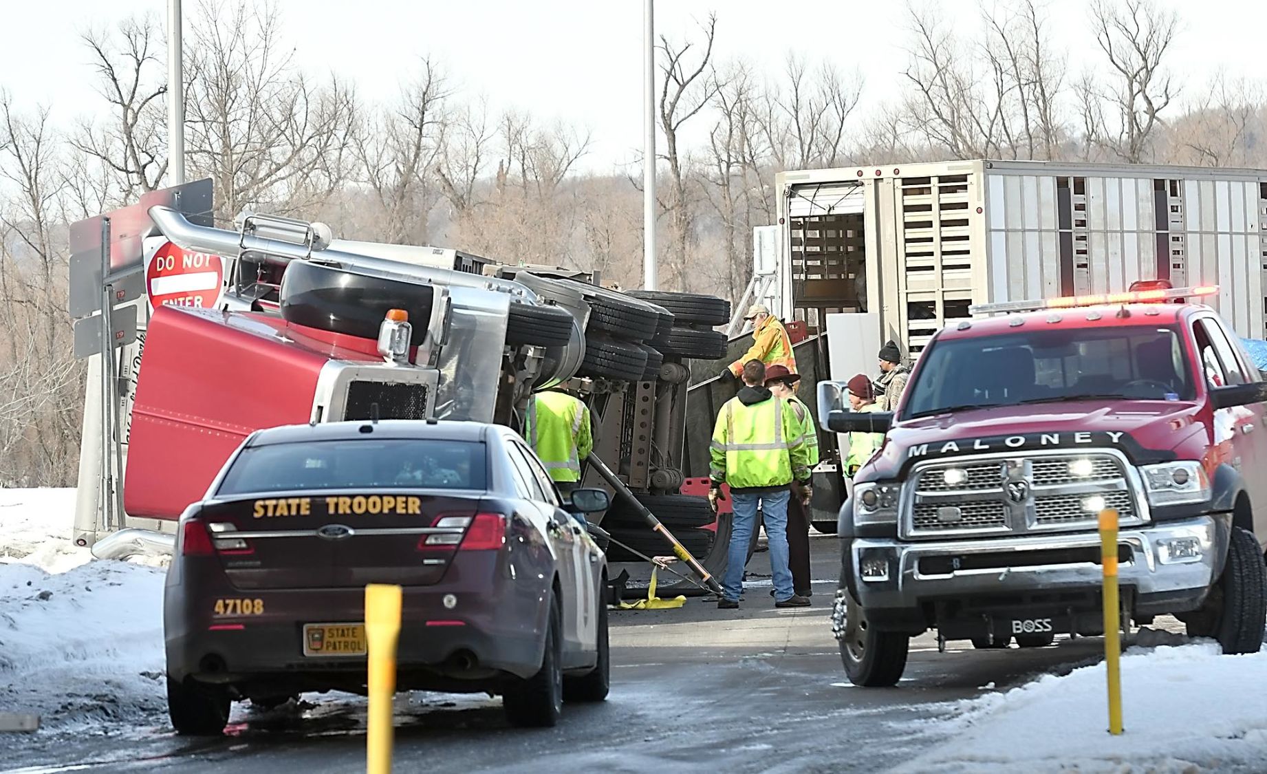 Trailer carrying pigs rolls over